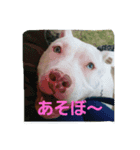 pitbull GDKENNEL（個別スタンプ：6）