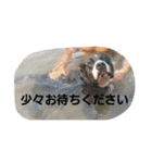 pitbull GDKENNEL（個別スタンプ：7）