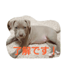 pitbull GDKENNEL（個別スタンプ：8）