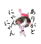 聖猫戦隊！ニャレンジャイ（個別スタンプ：8）
