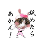聖猫戦隊！ニャレンジャイ（個別スタンプ：9）