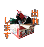 聖猫戦隊！ニャレンジャイ（個別スタンプ：10）