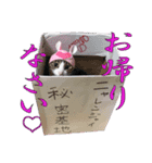聖猫戦隊！ニャレンジャイ（個別スタンプ：16）