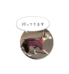 イタグレ ピーチの癒しスタンプ（個別スタンプ：3）