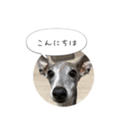 イタグレ ピーチの癒しスタンプ（個別スタンプ：4）