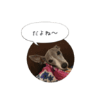 イタグレ ピーチの癒しスタンプ（個別スタンプ：5）