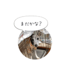 イタグレ ピーチの癒しスタンプ（個別スタンプ：6）