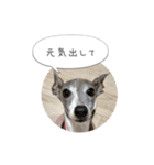 イタグレ ピーチの癒しスタンプ（個別スタンプ：9）