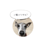 イタグレ ピーチの癒しスタンプ（個別スタンプ：13）