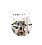 イタグレ ピーチの癒しスタンプ（個別スタンプ：16）