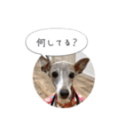 イタグレ ピーチの癒しスタンプ（個別スタンプ：17）