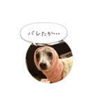 イタグレ ピーチの癒しスタンプ（個別スタンプ：20）