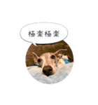 イタグレ ピーチの癒しスタンプ（個別スタンプ：23）