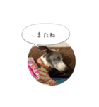 イタグレ ピーチの癒しスタンプ（個別スタンプ：24）