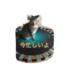 ソルとメイ 2（個別スタンプ：1）