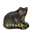 ソルとメイ（個別スタンプ：1）