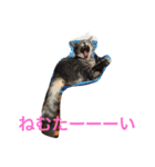 ソルとメイ（個別スタンプ：3）