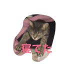 ソルとメイ（個別スタンプ：8）