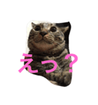 ソルとメイ（個別スタンプ：11）