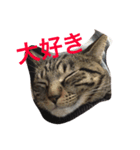 ソルとメイ（個別スタンプ：17）