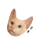保護犬猫（個別スタンプ：1）