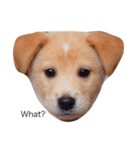 保護犬猫（個別スタンプ：2）