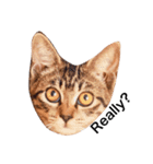 保護犬猫（個別スタンプ：3）