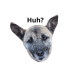 保護犬猫（個別スタンプ：4）