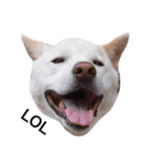 保護犬猫（個別スタンプ：5）