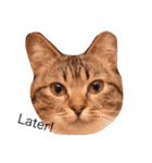保護犬猫（個別スタンプ：6）