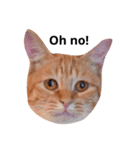 保護犬猫（個別スタンプ：7）