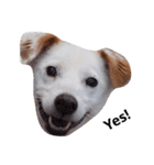 保護犬猫（個別スタンプ：8）