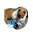 えるも・I・しゃこたん（個別スタンプ：3）