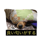 えるも・I・しゃこたん（個別スタンプ：5）