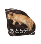 えるも・I・しゃこたん（個別スタンプ：7）