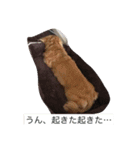 えるも・I・しゃこたん（個別スタンプ：8）