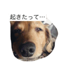 えるも・I・しゃこたん（個別スタンプ：9）