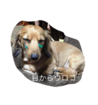 えるも・I・しゃこたん（個別スタンプ：11）