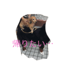 えるも・I・しゃこたん（個別スタンプ：12）