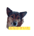 愉快なmix犬たち（個別スタンプ：1）