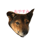愉快なmix犬たち（個別スタンプ：2）