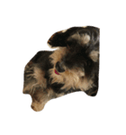 愉快なmix犬たち（個別スタンプ：3）