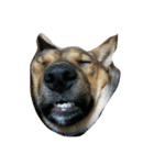愉快なmix犬たち（個別スタンプ：6）