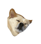 愉快なmix犬たち（個別スタンプ：7）