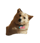 愉快なmix犬たち（個別スタンプ：8）