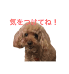 トイ・プードルのチェリー（個別スタンプ：19）