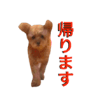 トイ・プードルのチェリー（個別スタンプ：21）