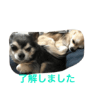 kotajirou stamp（個別スタンプ：6）