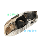 kotajirou stamp（個別スタンプ：7）