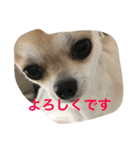 kotajirou stamp（個別スタンプ：9）